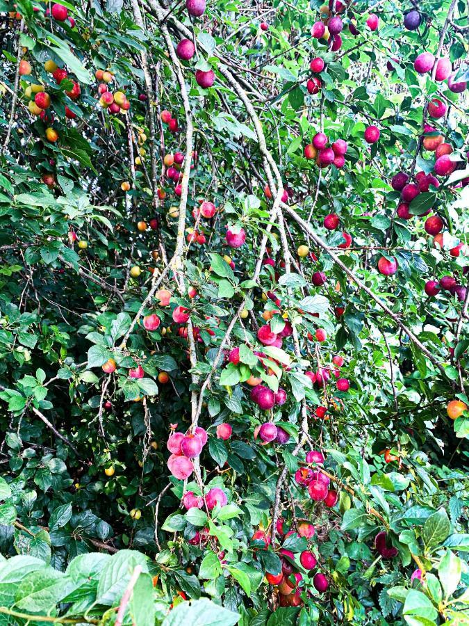 Holiday Home Les Plachettes Flobecq Eksteriør bilde